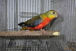IN-4135　ヒムネキキョウインコ　24年生雌