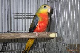 IN-4135　ヒムネキキョウインコ　24年生雌