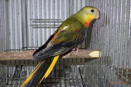 IN-4135　ヒムネキキョウインコ　24年生雌