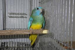 IN-4136　ヒムネキキョウインコ　23年親物　メス