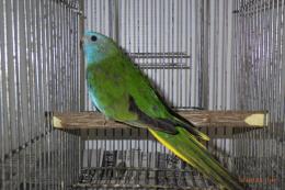 IN-4136　ヒムネキキョウインコ　23年親物　メス