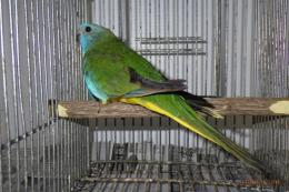 IN-4136　ヒムネキキョウインコ　23年親物　メス