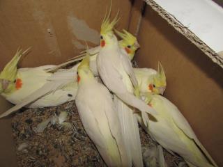 In 2276 オカメインコのルチノー雄雌で キットウココ ペット部 In 2276 オカメインコのルチノー雄雌で キットウココ ペット部