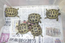 KI-458　ロシアリクガメ　1年　女の子現甲長70～75mm