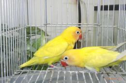 IN-4501　ヤマブキボタン　生後2カ月の若