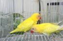 IN-4501　ヤマブキボタン　生後2カ月の若