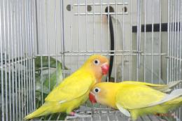 IN-4501　ヤマブキボタン　生後2カ月の若