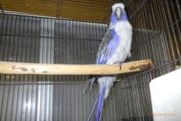 IN-4502　アカクサインコ・ブルー　♂　24年EU産
