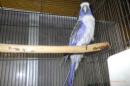 IN-4502　アカクサインコ・ブルー　♂　24年EU産