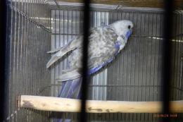 IN-4502　アカクサインコ・ブルー　♂　24年EU産