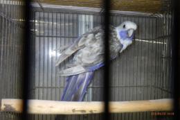 IN-4502　アカクサインコ・ブルー　♂　24年EU産