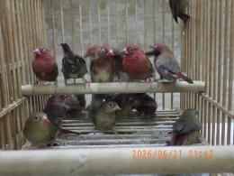 KOT-2868　紅玉鳥　雄雌で