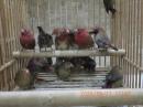 KOT-2868　紅玉鳥　雄雌で