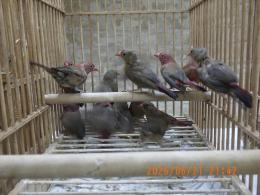 KOT-2868　紅玉鳥　雄雌で