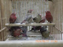 KOT-2868　紅玉鳥　雄雌で