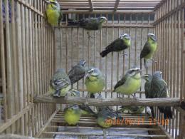 KOT-2871　セイオウチョウ　♀　メス1羽の価格
