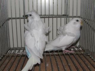 In 2285 羽衣セキセイインコ 雄雌で キットウココ ペット部 In 2285 羽衣セキセイインコ 雄雌で キットウココ ペット部
