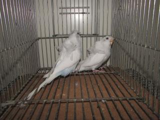 IN-2285 羽衣セキセイインコ 雄雌で | キットウココ ペット部