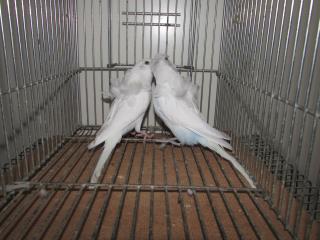 IN-2285 羽衣セキセイインコ 雄雌で | キットウココ ペット部