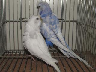 In 2286 羽衣セキセイインコ 雄雌で キットウココ ペット部