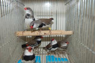 KOT-487 ダイヤモンドフィンチ 1羽の価格 | キットウココ ペット部