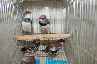 KOT-487 ダイヤモンドフィンチ 1羽の価格 | キットウココ ペット部