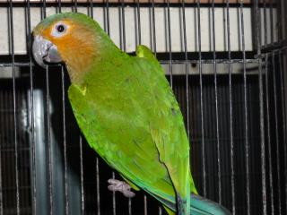 IN-1845　サントメインコ1年