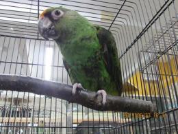 In 3355 ズアカハネナガインコ メス キットウココ ペット部 In 3355 ズアカハネナガインコ メス キットウココ ペット部