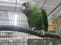 In 3355 ズアカハネナガインコ メス キットウココ ペット部 In 3355 ズアカハネナガインコ メス キットウココ ペット部