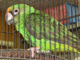 In 3355 ズアカハネナガインコ メス キットウココ ペット部 In 3355 ズアカハネナガインコ メス キットウココ ペット部
