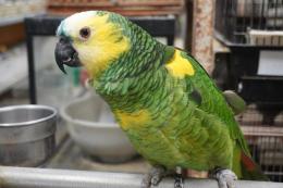 In 3621 アオボウシインコ 少々パイド柄 雄です 今年で8歳 キットウココ ペット部 In 3621 アオボウシインコ 少々パイド柄 雄です 今年で8歳 キットウココ ペット部