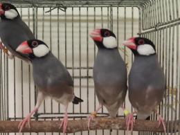 Kot 2425 Kot 2386の更新 ノーマル文鳥 キットウココ ペット部