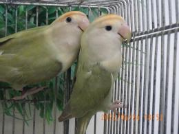 IN-4308　コザクラインコ・24年生の雄雌で