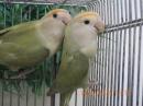 IN-4308　コザクラインコ・24年生の雄雌で