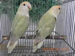 IN-4308　コザクラインコ・24年生の雄雌で