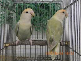 IN-4308　コザクラインコ・24年生の雄雌で