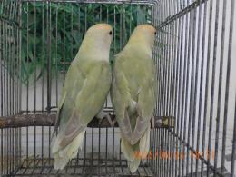 IN-4308　コザクラインコ・24年生の雄雌で