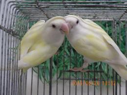 IN-4309　コザクラインコ　雄雌で