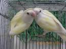 IN-4309　コザクラインコ　雄雌で