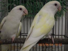 IN-4309　コザクラインコ　雄雌で