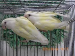 IN-4309　コザクラインコ　雄雌で