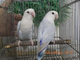 IN-4310　コザクラインコ　綺麗な雄雌