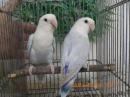 IN-4310　コザクラインコ　綺麗な雄雌