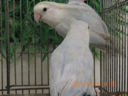 IN-4310　コザクラインコ　綺麗な雄雌