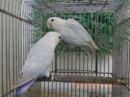IN-4310　コザクラインコ　綺麗な雄雌