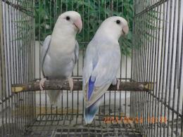 IN-4310　コザクラインコ　綺麗な雄雌