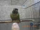 IN-4311　ホホミドリアカオウロコインコ・バイオレットinノーマル