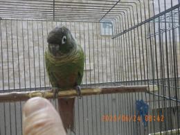 IN-4311　ホホミドリアカオウロコインコ・バイオレットinノーマル