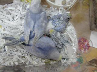 IN-2700 岐阜県産レインボーセキセイインコの雛