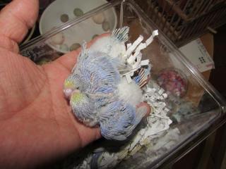 IN-2700 岐阜県産レインボーセキセイインコの雛